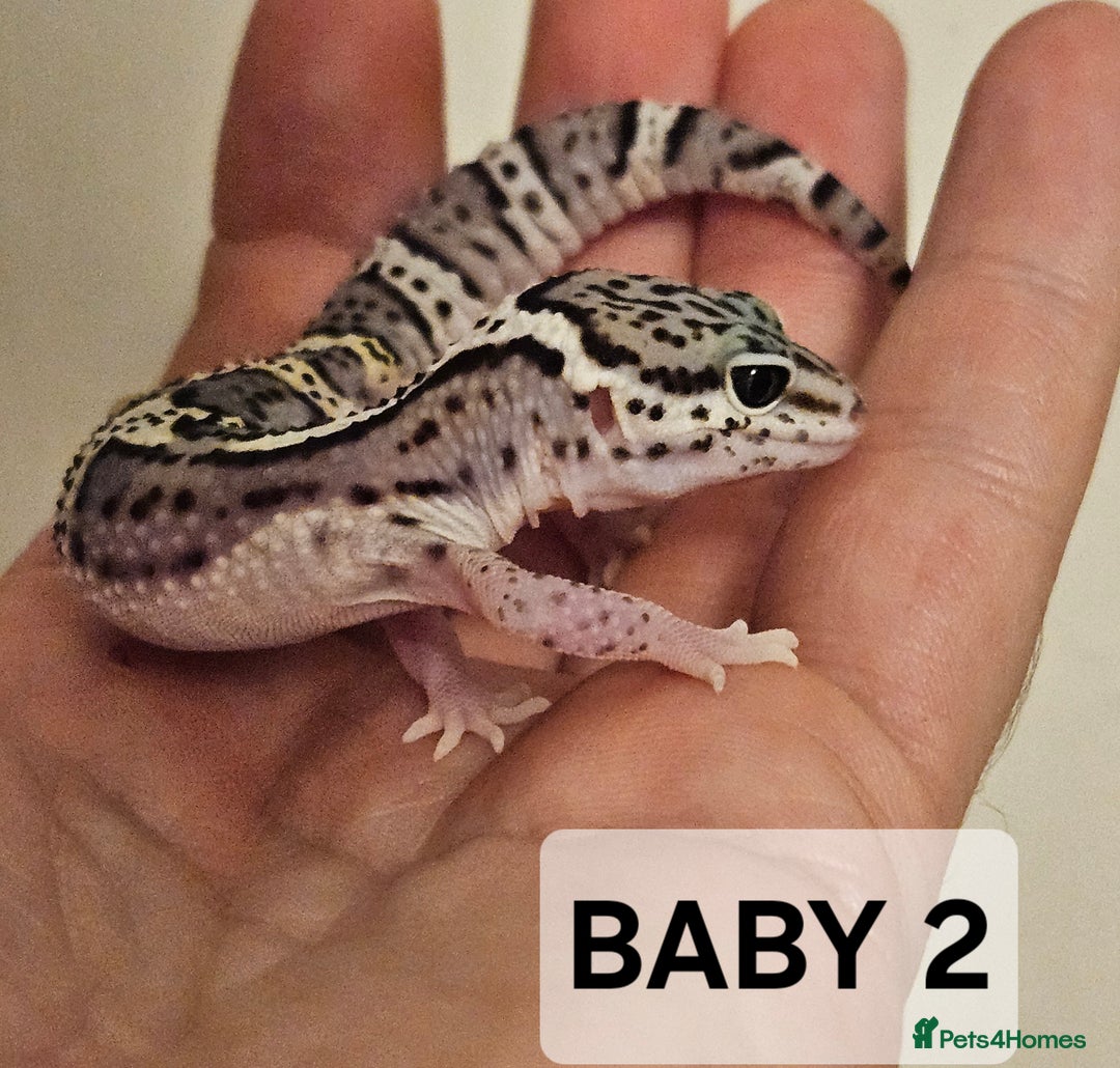 Leopard Gecko reptiles for sale: Home bred leopard geckos  - Image 6