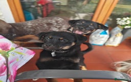 Mixed Breed dogs for adoption: 🐶💖 MATILDA 💖🐶 - Image 9