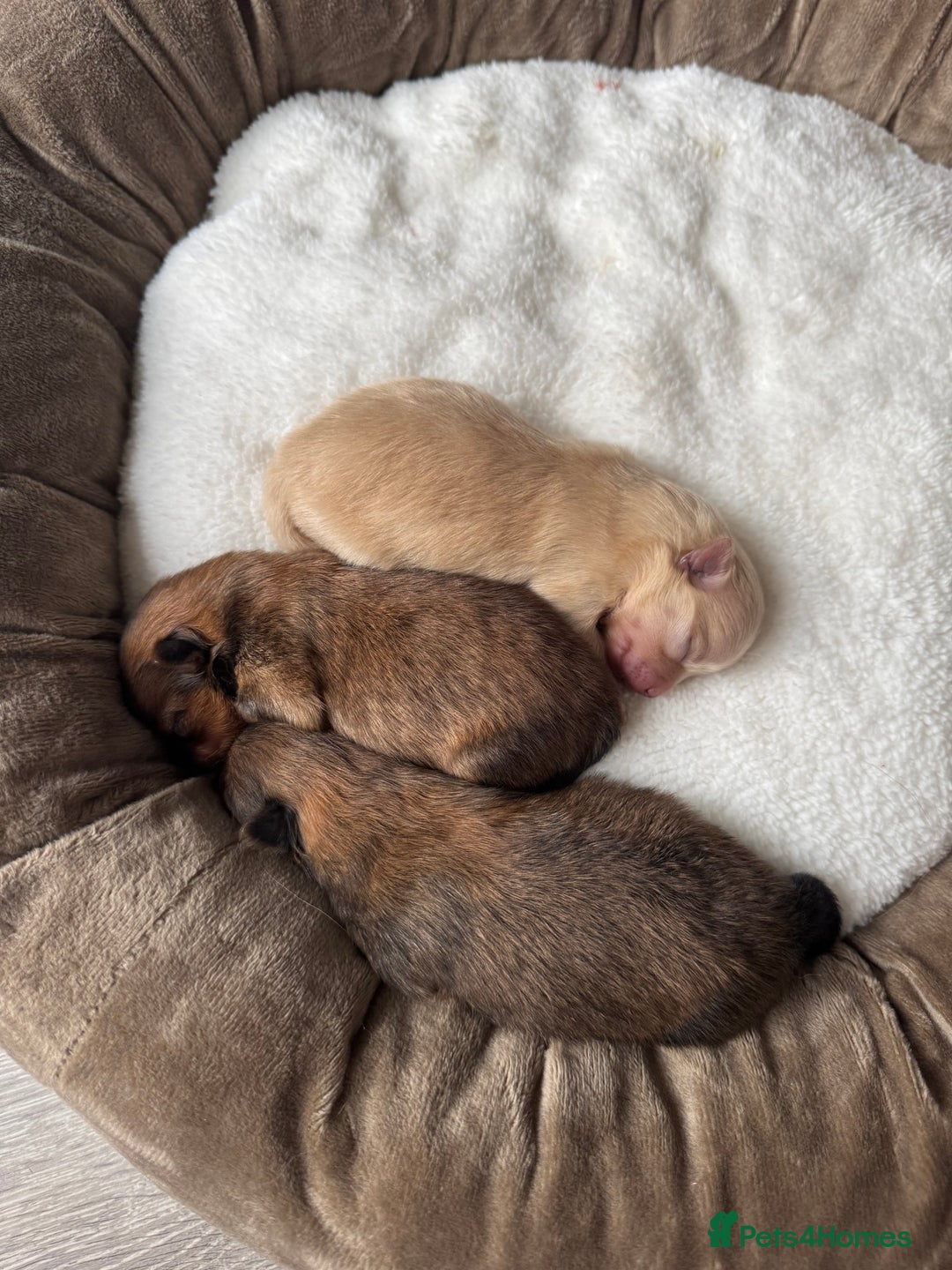 Pomeranian dogs for sale: KC PEDIGREE POMS 🩷🧸  - Image 6
