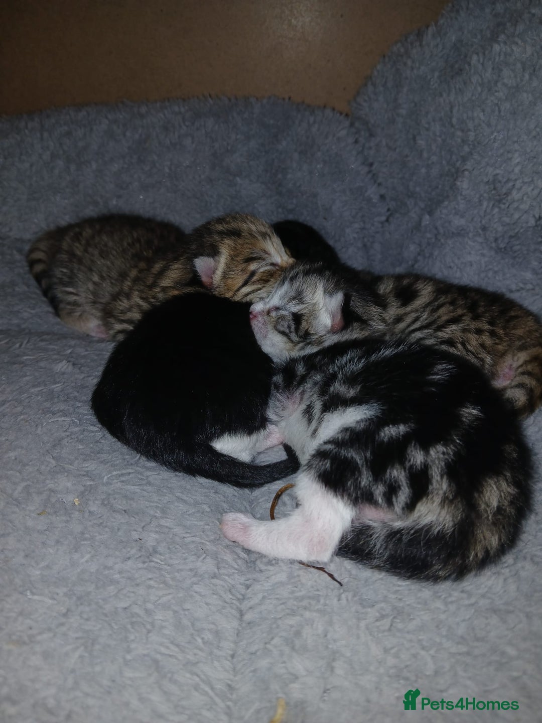 Bengal cats for sale: Bengal crossed tabby  - Image 5