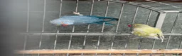 Ringnecks birds for sale: 2 pairs of Ring Neck - Advert 9