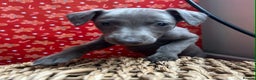 Whippet dogs for sale: Whippet puppies ⭐️READY TO LEAVE NOW ⭐️ - Advert 4