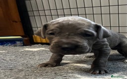 Great Dane dogs for sale: Great Dane pups our own 4th Generation  - Image 20