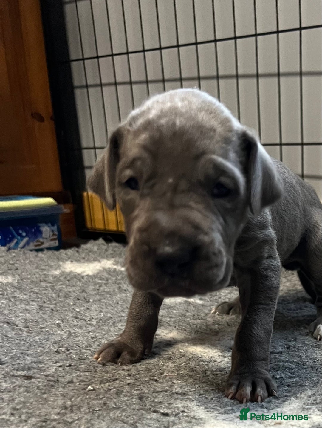 Great Dane dogs for sale: Great Dane pups our own 4th Generation  - Image 20