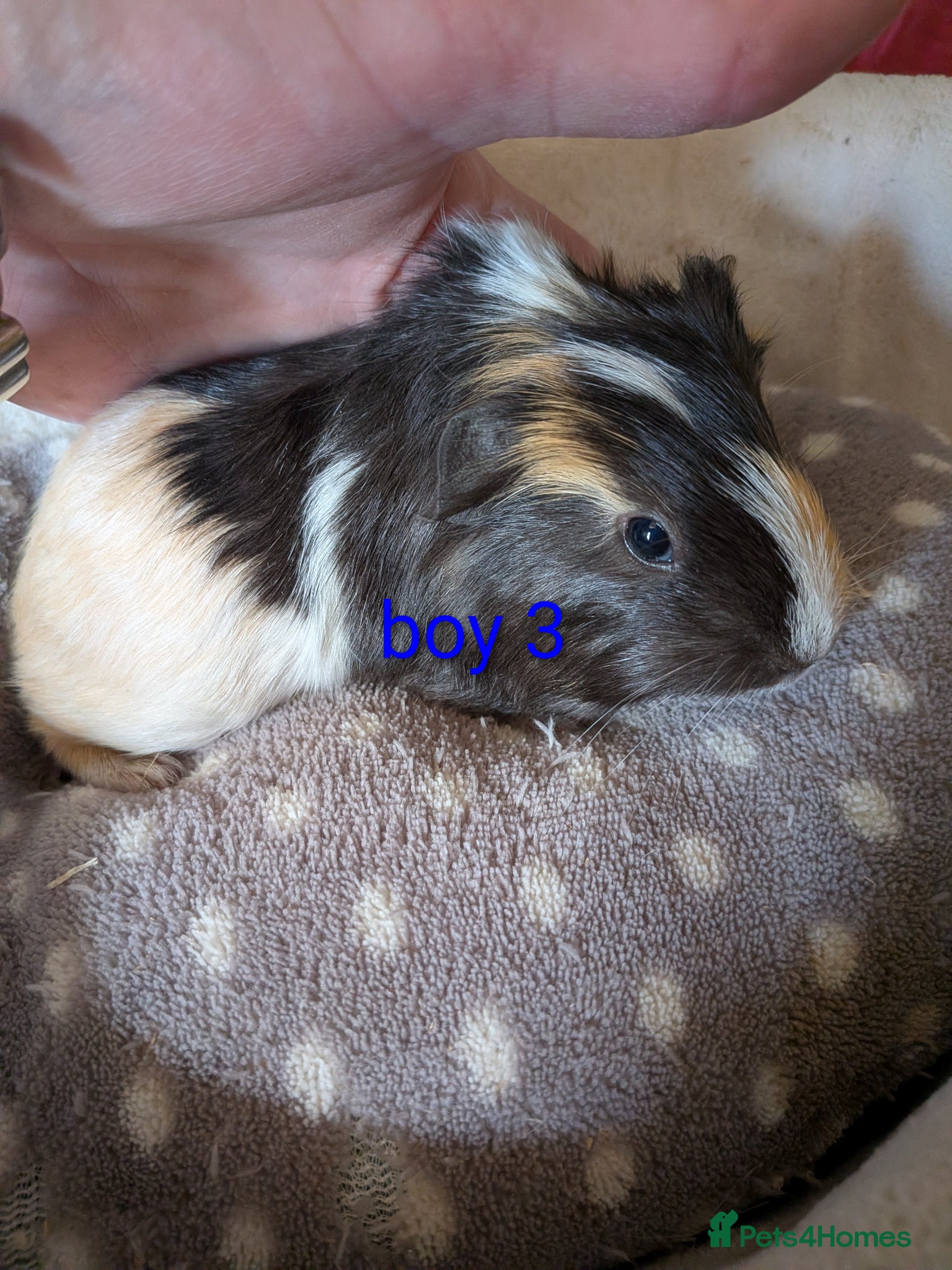 Guinea Pig rodents Baby boy guinea pigs  - Advert 17