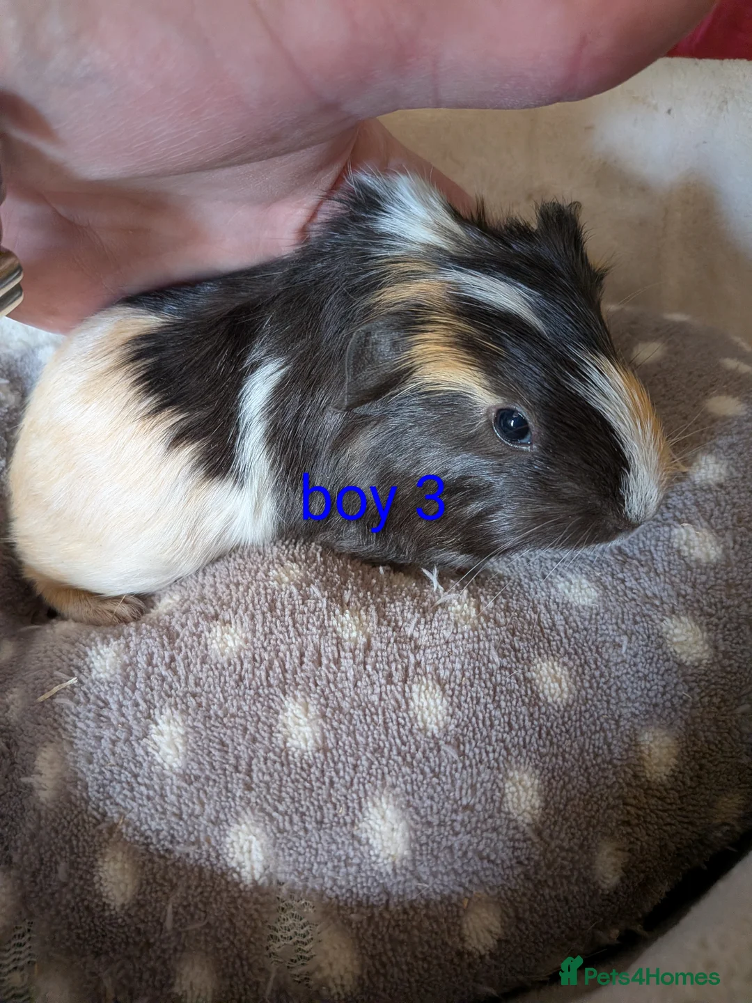 Guinea Pig rodents for sale: Baby boy guinea pigs  - Advert 1