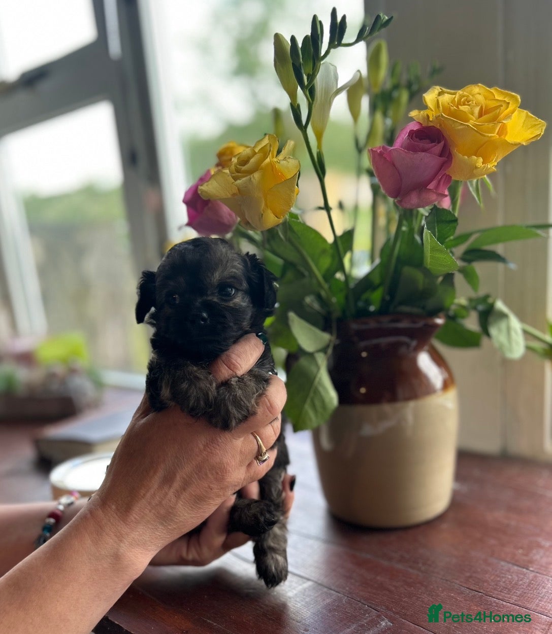 Chipoo dogs Stunning and rare colour longhaired Chipoo - Advert 1