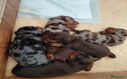 Dachshund dogs for sale: Miniature Daschund - Image 5