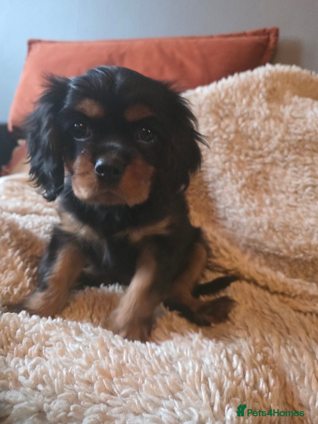 Cavalier King Charles Spaniel dogs for sale: KC Cavalier pupies - Advert 13