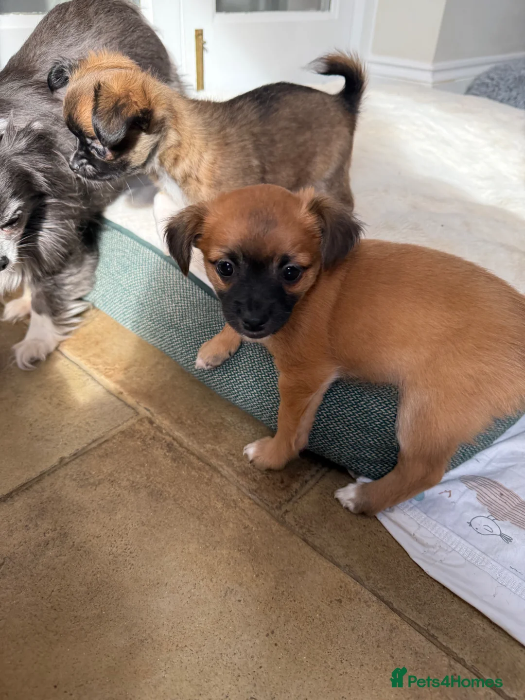 Chihuahua dogs for sale: Looking for my new family 18/04 is that you? £1250 - Advert 15