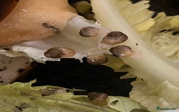 Snails invertebrates for sale: Baby giant African land snails  - Image 3