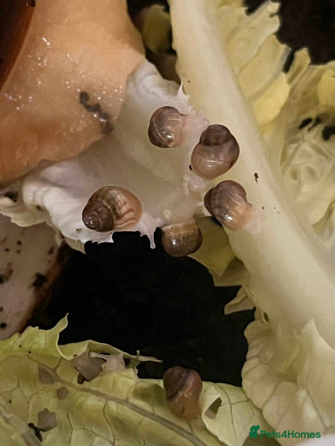 Snails invertebrates for sale: Baby giant African land snails  - Image 3