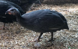 Guinea Fowl poultry for sale: Three young birds - Image 1