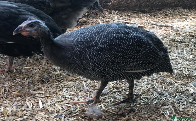 Guinea Fowl poultry - Advert 1