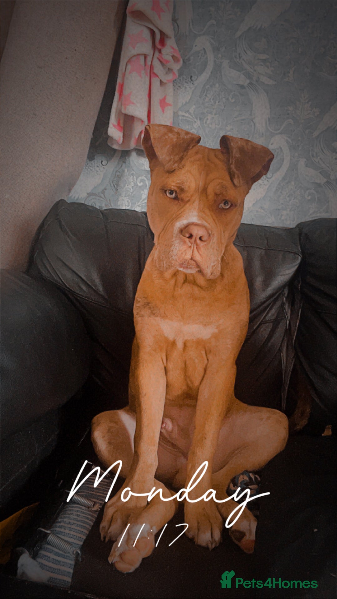 Mixed Breed dogs for sale: Reggie  - Image 1
