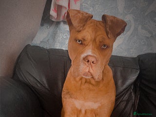 Mixed Breed dogs - Advert 3