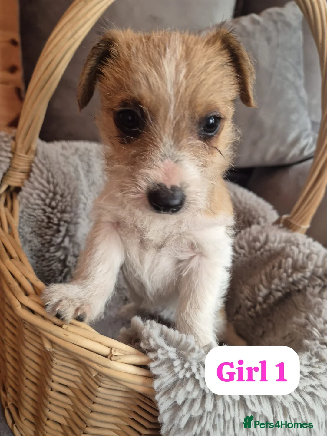 Jackshund dogs for sale: Jack Russell x Dachshund  - Advert 2
