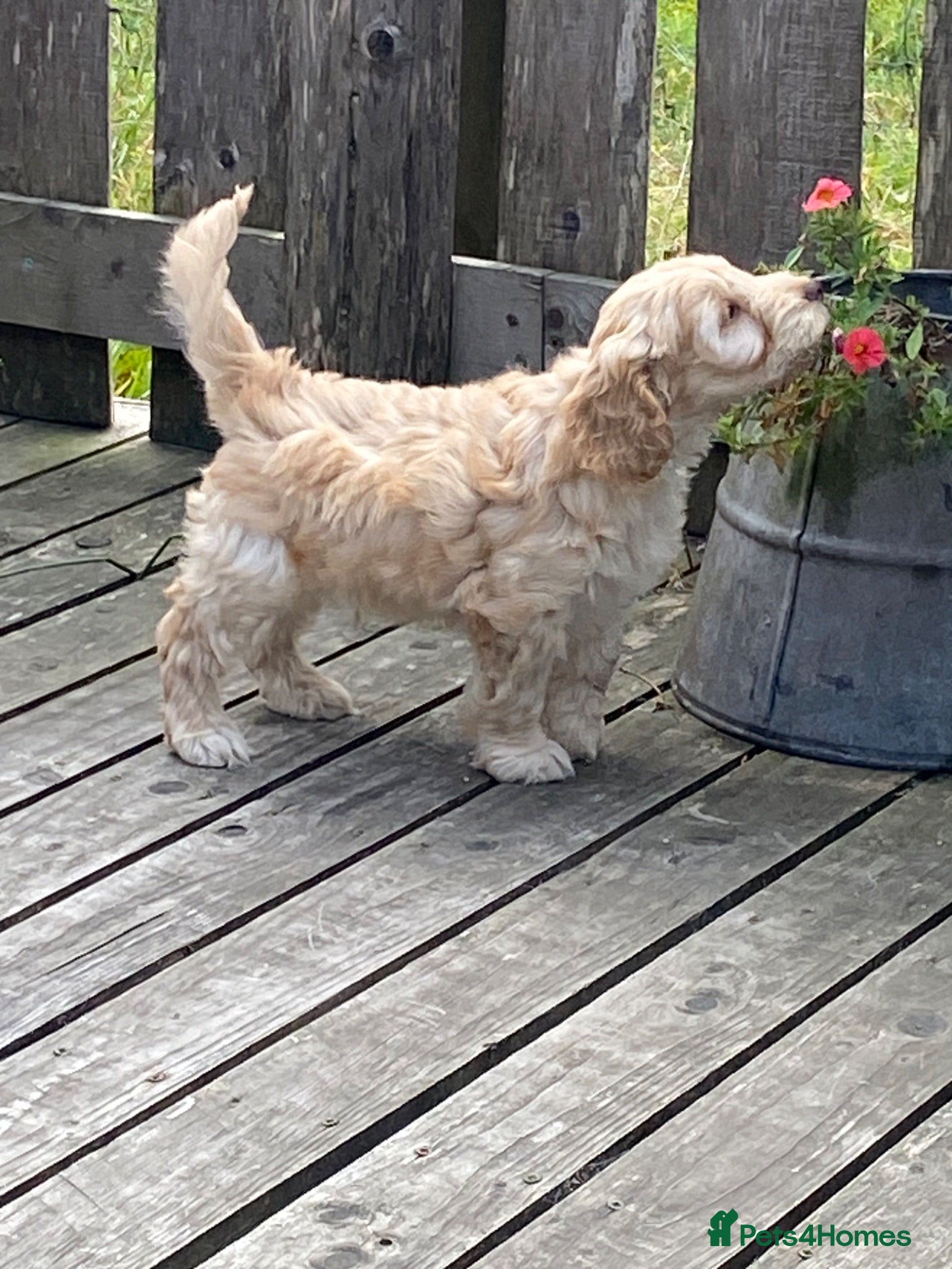 Cockapoo dogs Stunning cockapoo puppies  - Advert 6