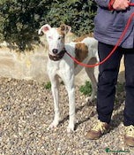 Mixed Breed dogs Pup Benji wants a new loving forever home - Advert 1