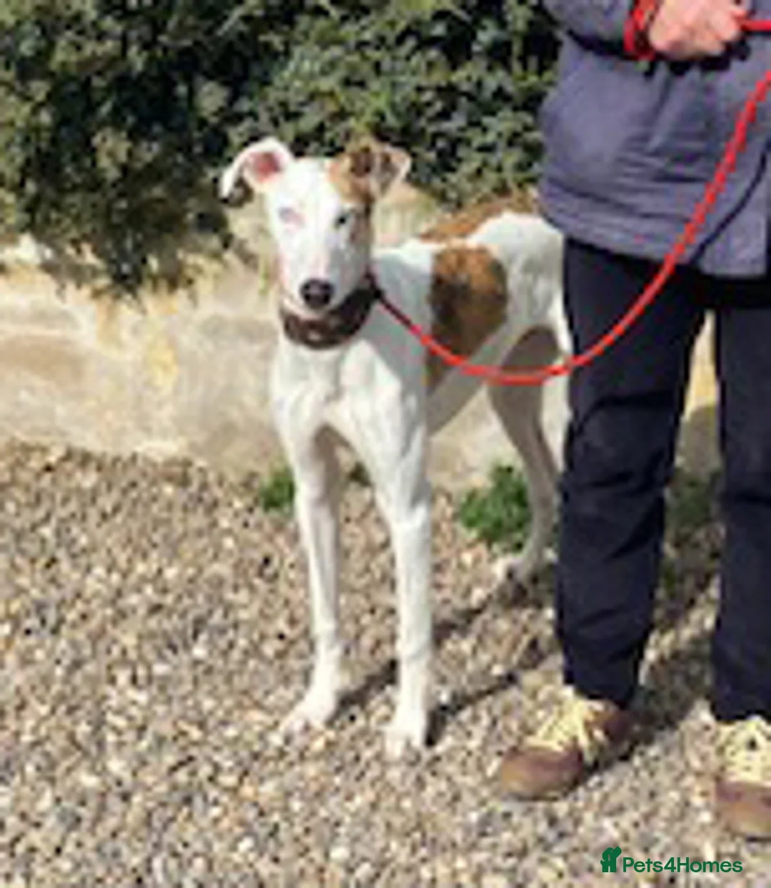 Mixed Breed dogs for adoption: Pup Benji wants a new loving forever home - Advert 1