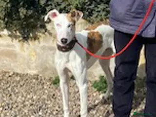 Mixed Breed dogs Pup Benji wants a new loving forever home - Advert 1