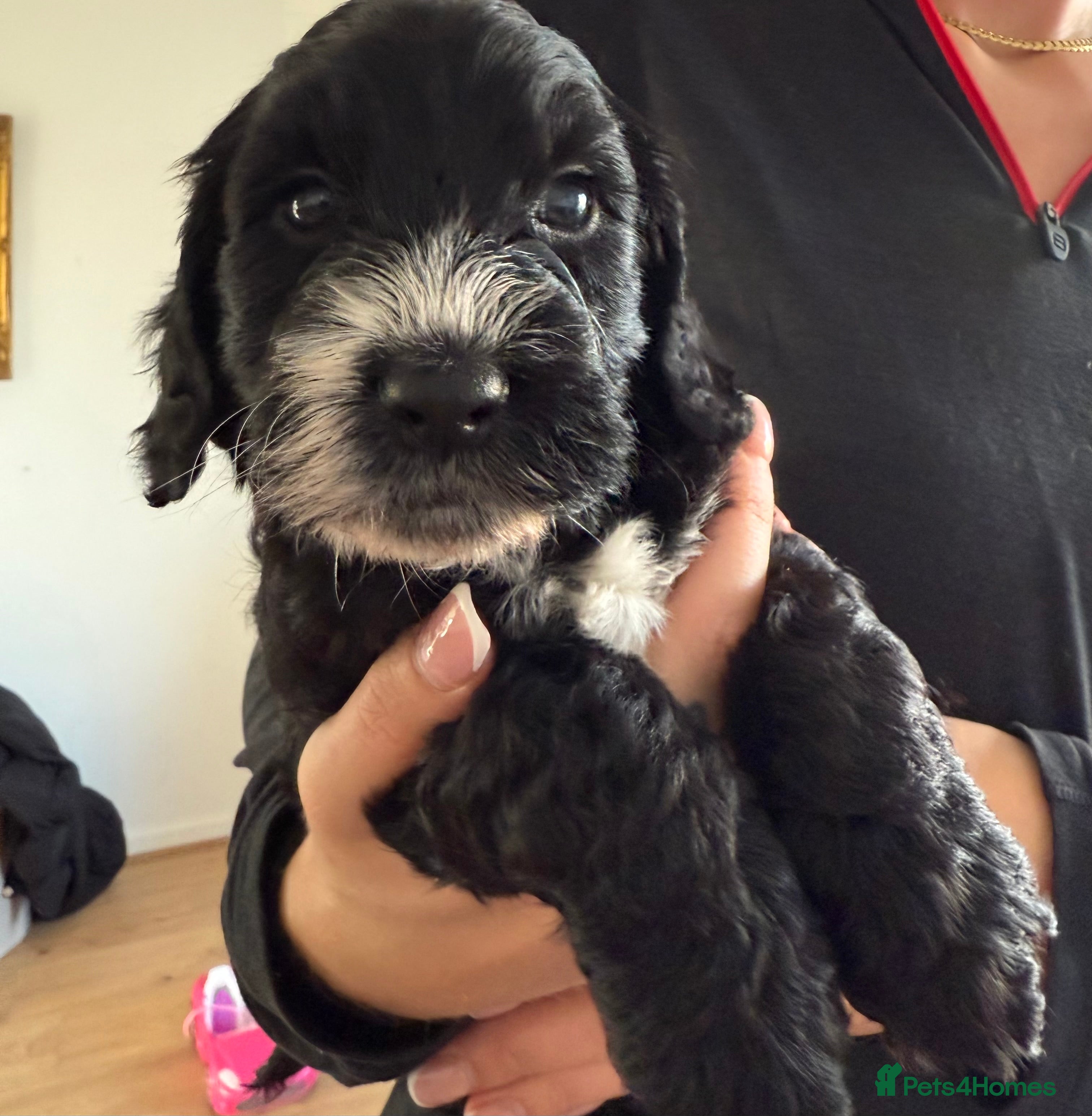 Cockapoo dogs Baby boy 🩵 - Advert 8