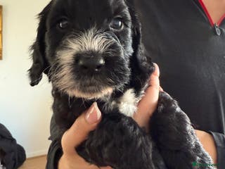 Cockapoo dogs Baby boy 🩵 - Advert 14