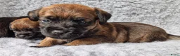 Border Terrier dogs for sale: KC Show Quality Pups - Advert 18