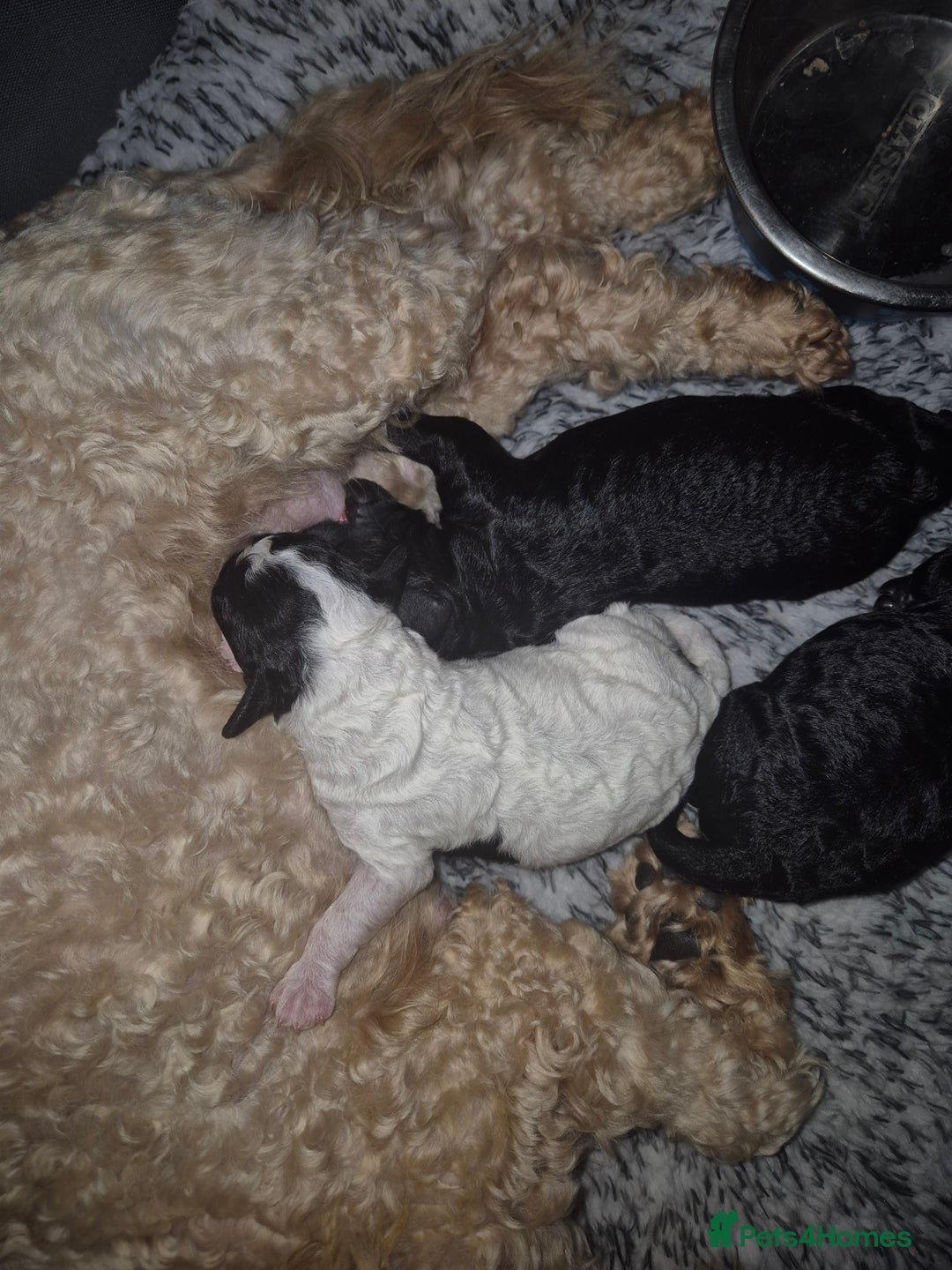 Maltipoo dogs for sale: Maltipoo puppies ready in 8 weeks  - Image 12