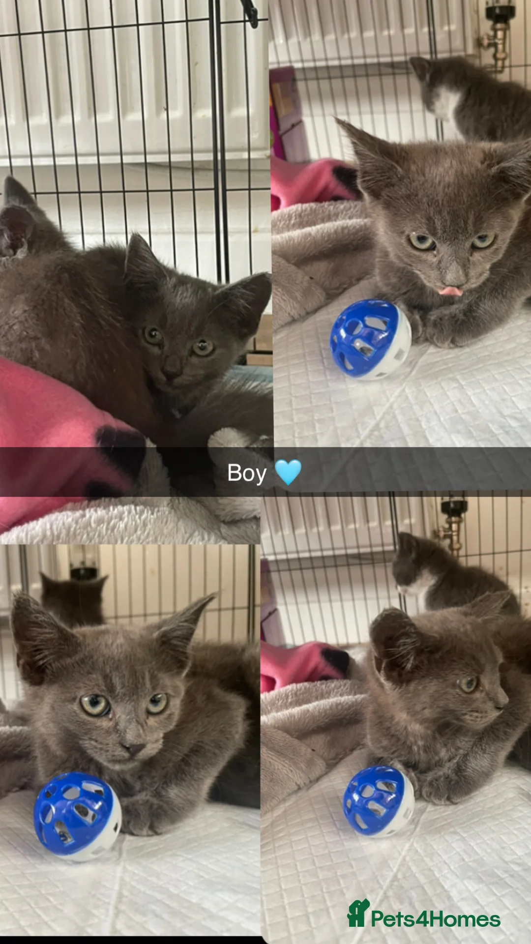 Mixed Breed cats for sale: Beautiful kittens  - Advert 2