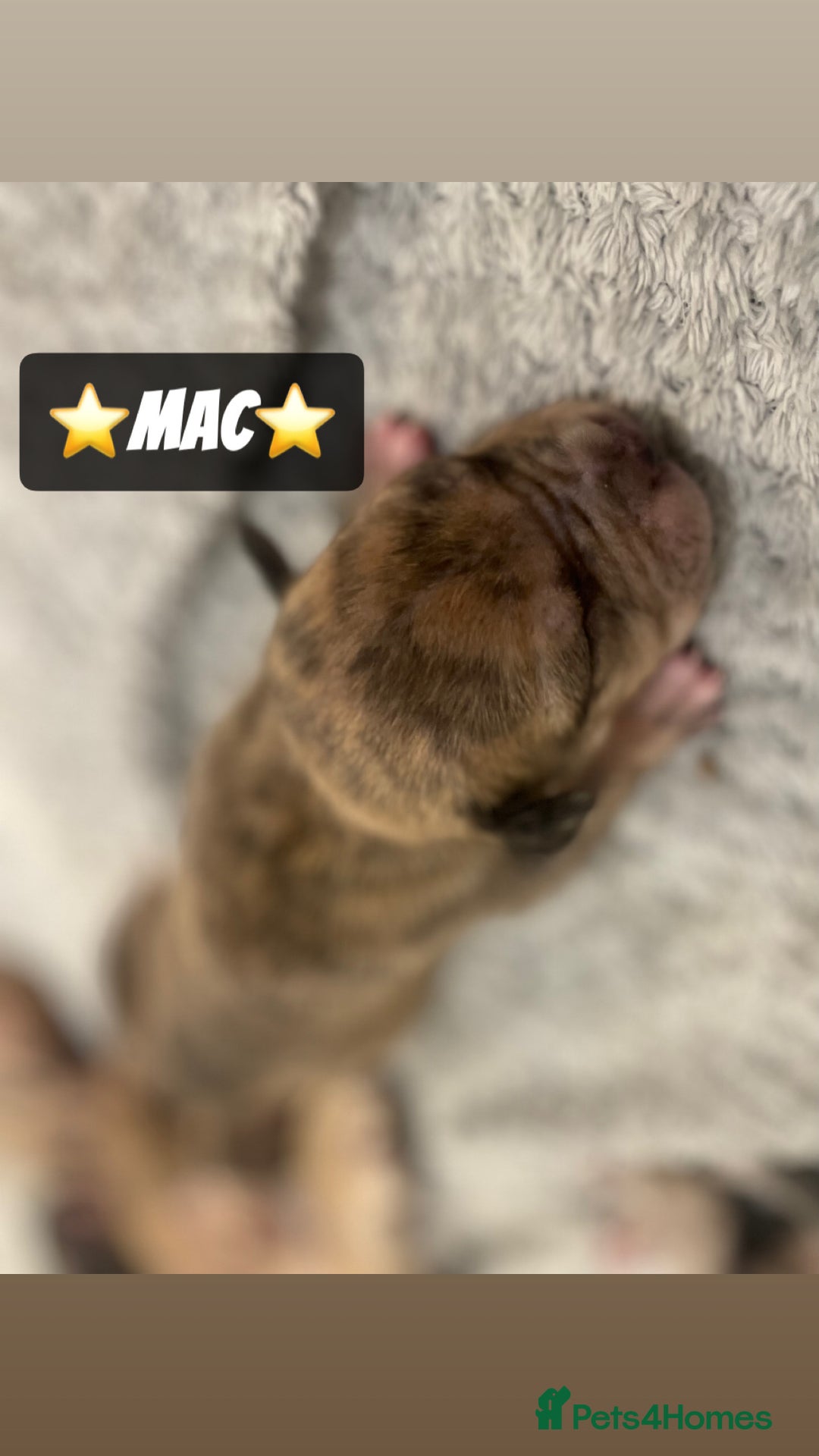 Mixed Breed dogs for sale: PUPPIES 4 SALE - Image 5