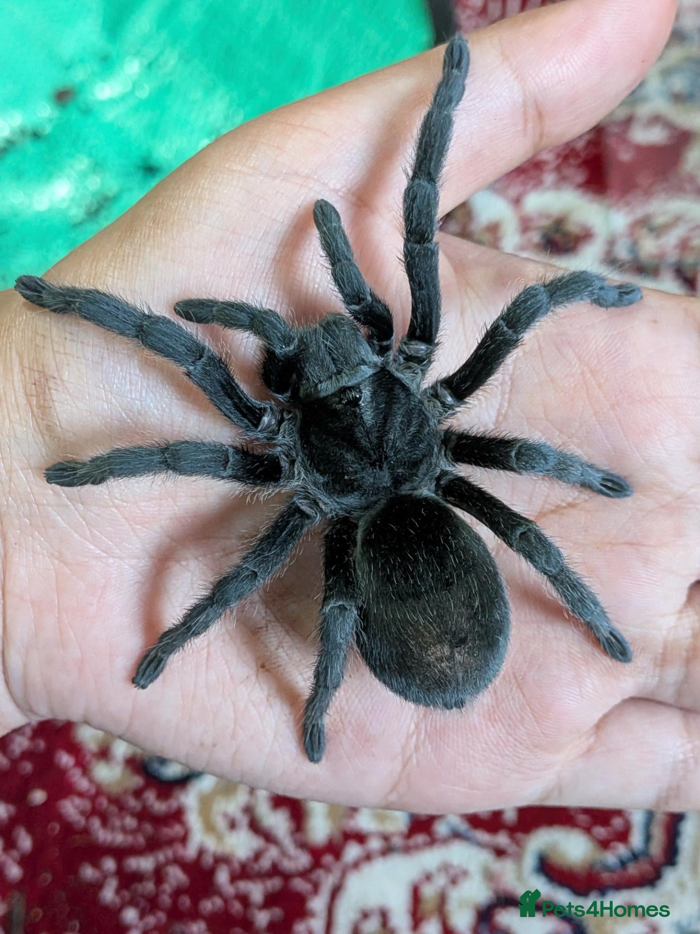 Tarantulas invertebrates Various Tarantulas (read description)  - Advert 1