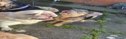 French Bulldog dogs for sale: Fluffy frenchie🐶 in Glastonbury - Advert 16