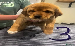 Central Asian Shepherd dogs for sale: Central Asian Shepard x Rottweiler  - Image 24