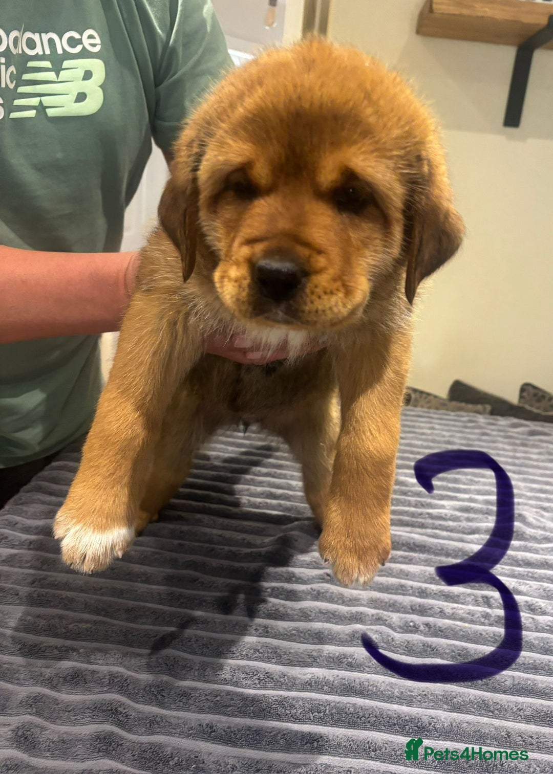Central Asian Shepherd dogs for sale: Central Asian Shepard x Rottweiler  - Image 24