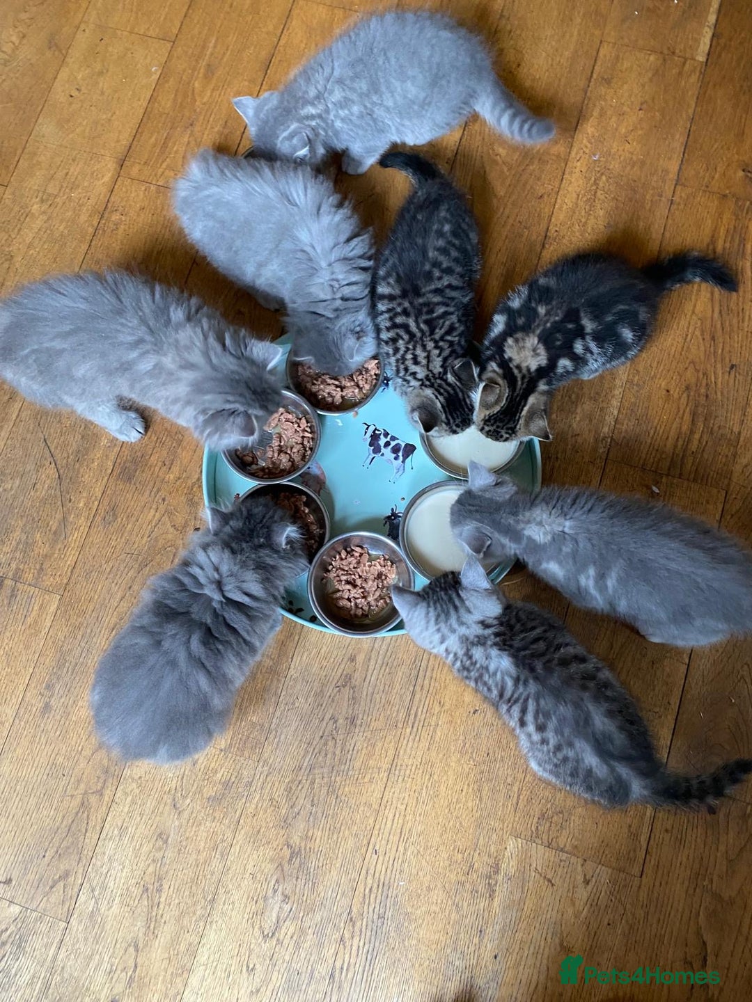 British Shorthair cats for sale: British shorthair kittens - Image 1
