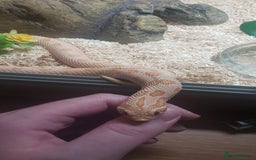 Snake reptiles for sale: Triple A western hognose Arctic Albino - Image 5