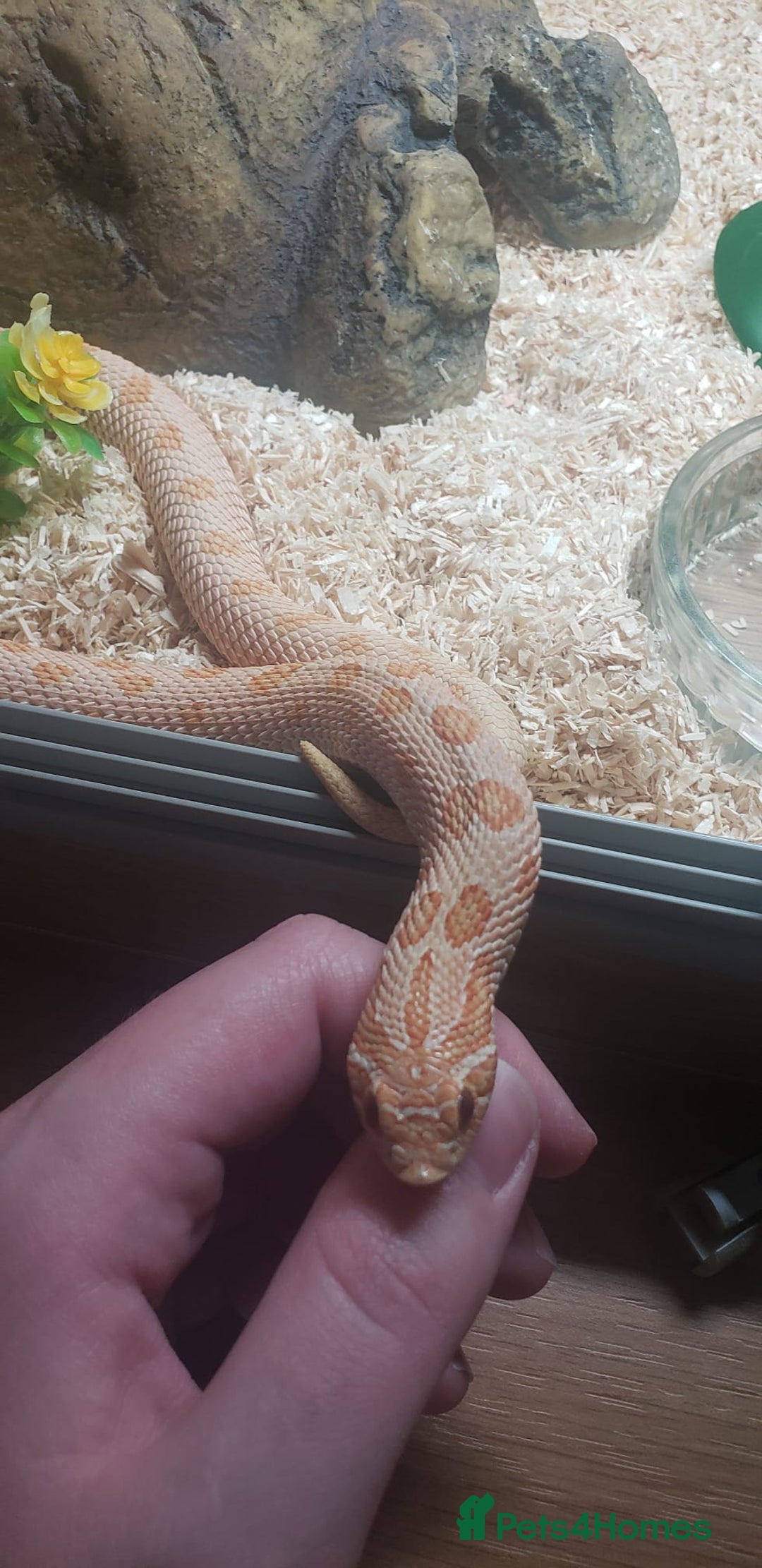 Snake reptiles for sale: Triple A western hognose Arctic Albino - Image 5