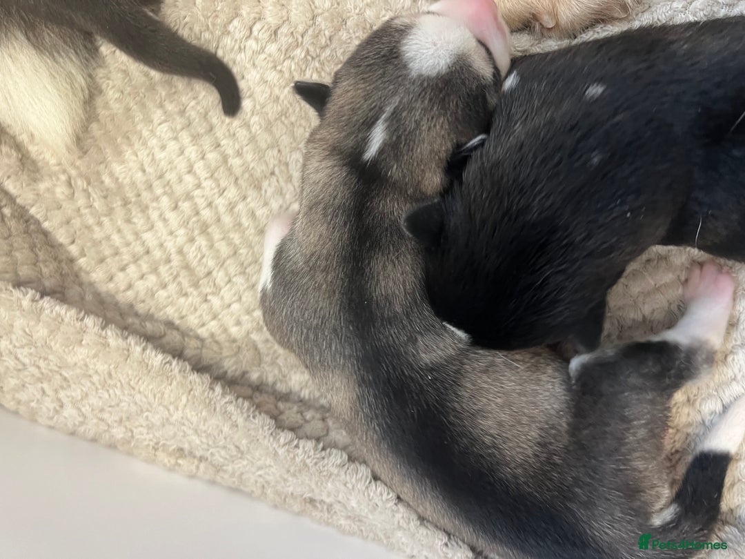 Siberian Husky dogs for sale: full-breed Siberian Husky Puppies  - Image 2
