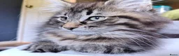 Norwegian Forest Cat cats for sale: Beautiful Pedigree Norwegian Forest kittens - Advert 3