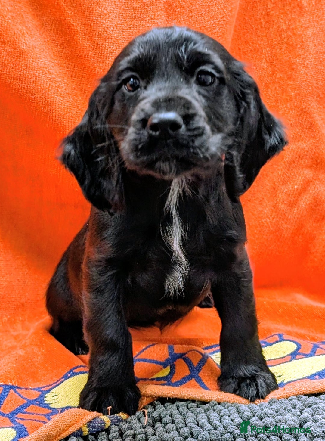 Cocker Spaniel dogs for sale: Ready now! KC registered, health tested cocker  - Advert 2