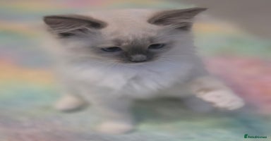 Ragdoll cats - Advert 5