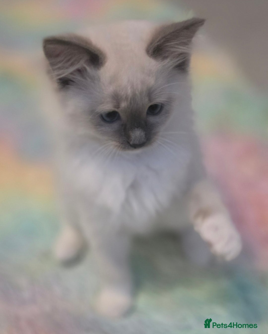 Ragdoll cats for sale: 2 beautiful litters of Ragdolls  - Image 5