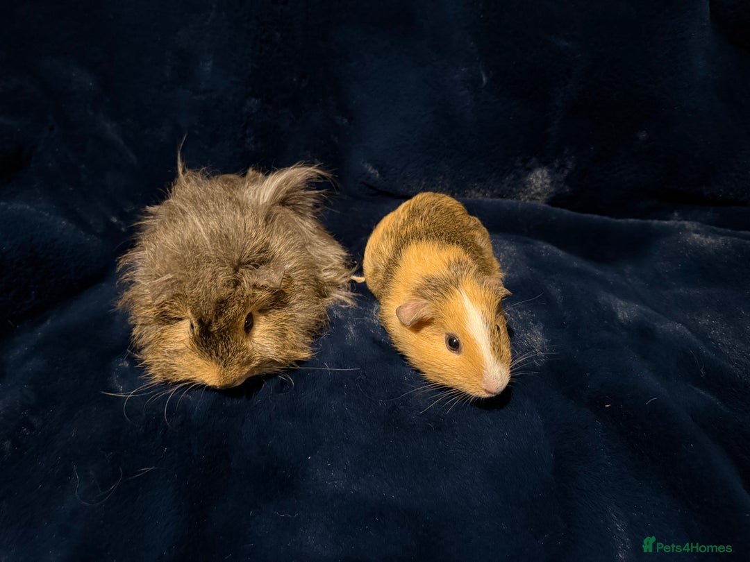 Guinea Pig rodents for sale: Baby male Guinea pigs  - Image 4