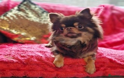 Chihuahua dogs for stud: 🇹🇭THAILAND IMPORT CHIHUAHUA CHOCOLATE LONGCOAT in Alford - Image 8