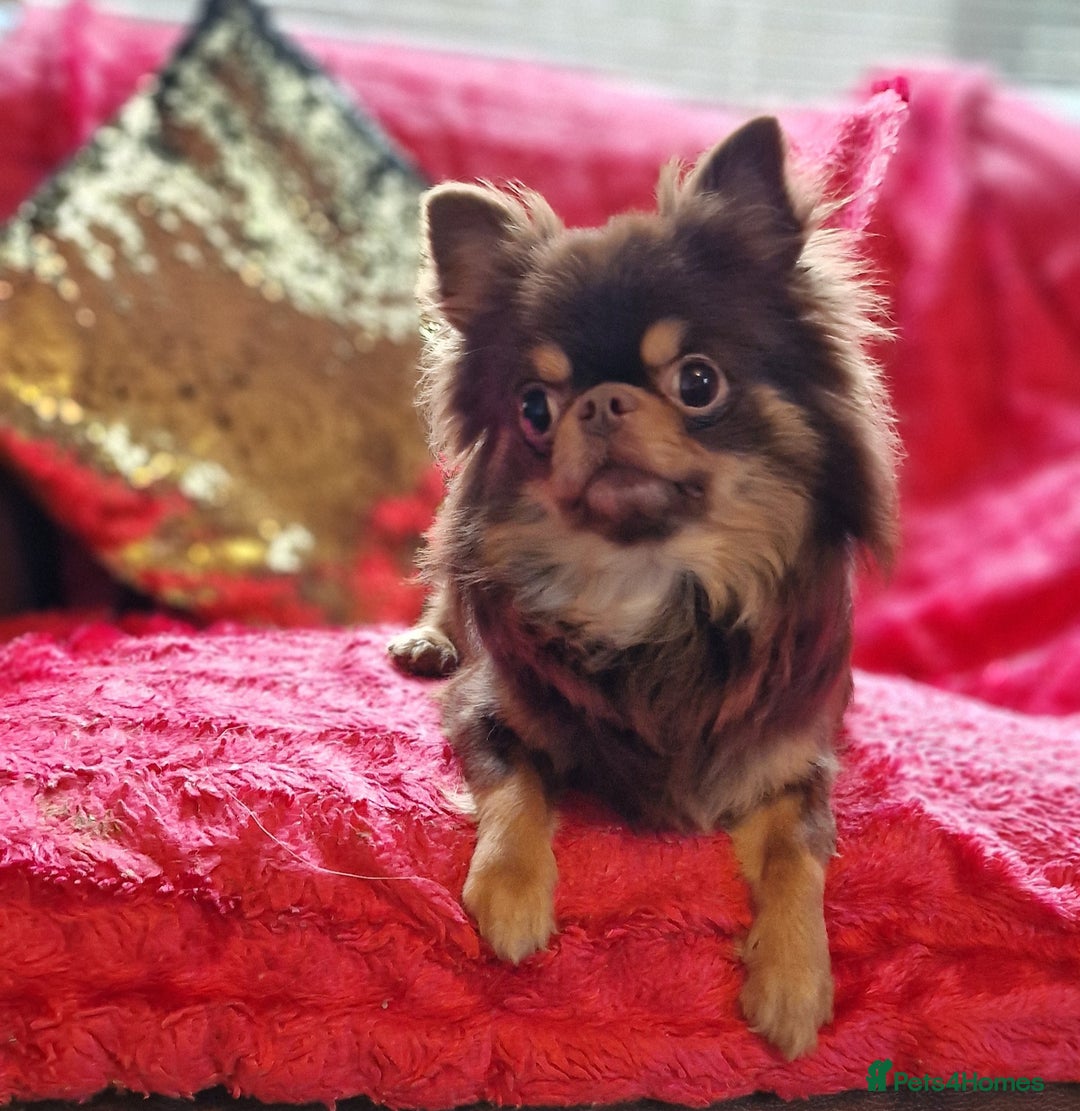 Chihuahua dogs for stud: 🇹🇭THAILAND IMPORT CHIHUAHUA CHOCOLATE LONGCOAT in Alford - Image 8