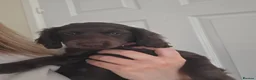 Cockapoo dogs for sale: Chocolate Cockapoo puppies- READY NOW - Advert 14