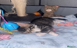 Mixed Breed cats for sale: 4 beautiful kittens for sale , 3 boys 1 girl  - Image 22