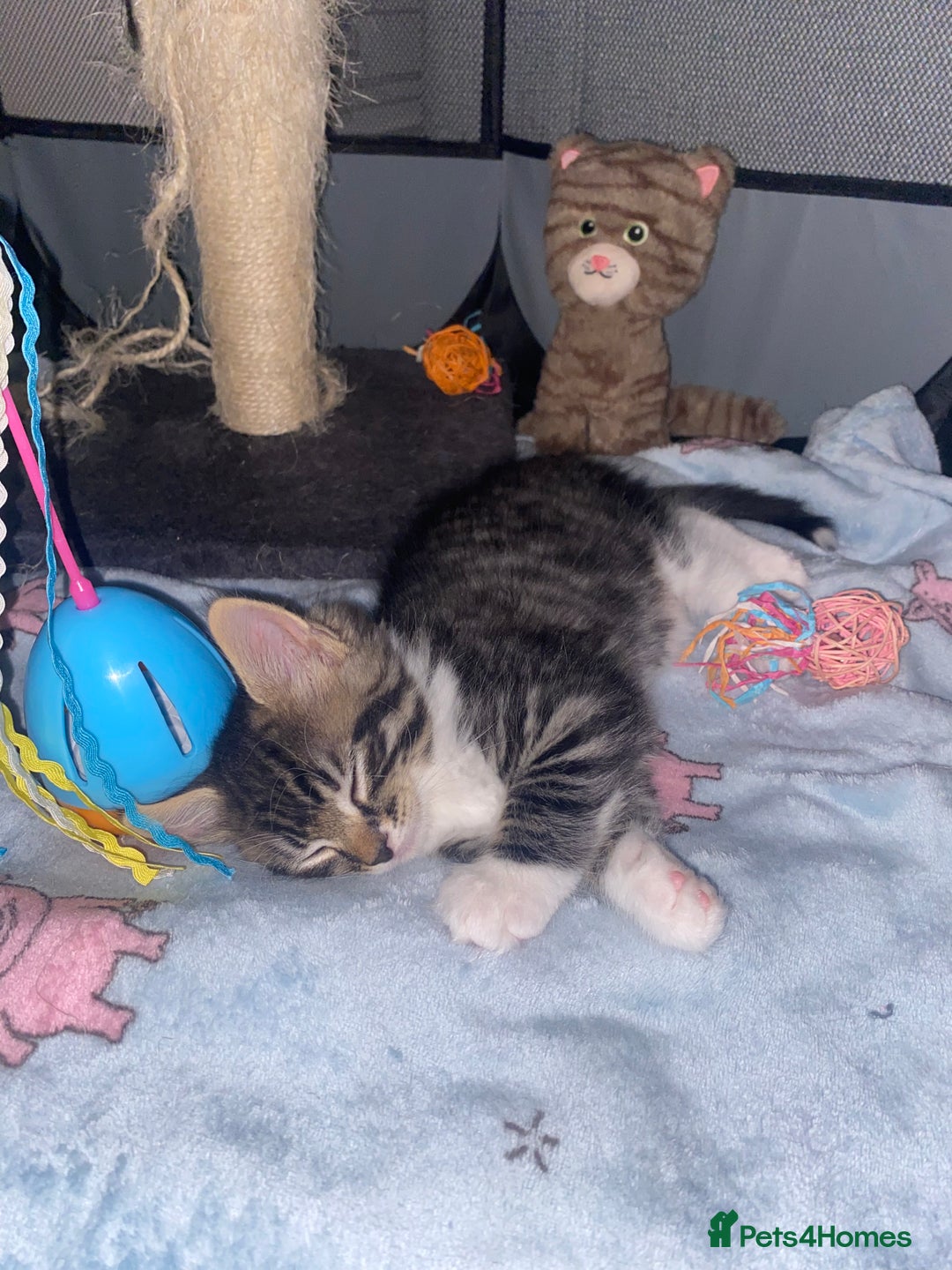 Mixed Breed cats for sale: 4 beautiful kittens for sale , 3 boys 1 girl  - Image 22