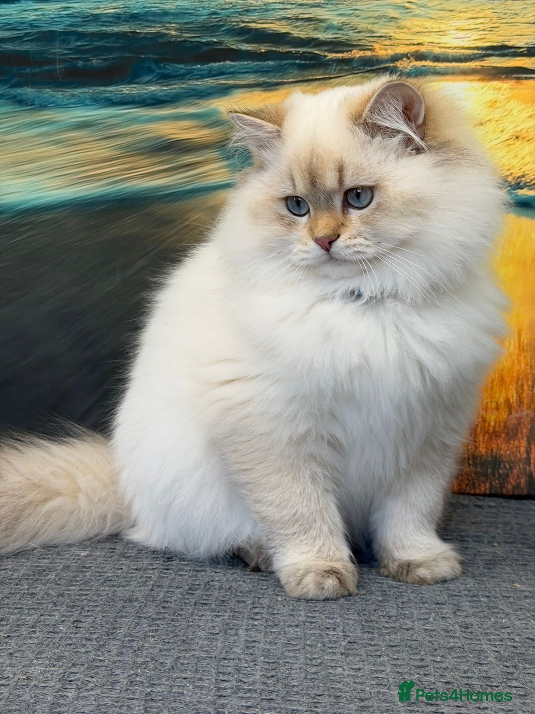 British Longhair cats for sale: 🌟Adorable TICA-Registered kitten - IZAK🌟 - Advert 16